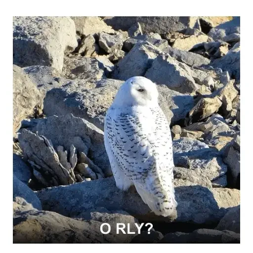 O RLY? · Bounce