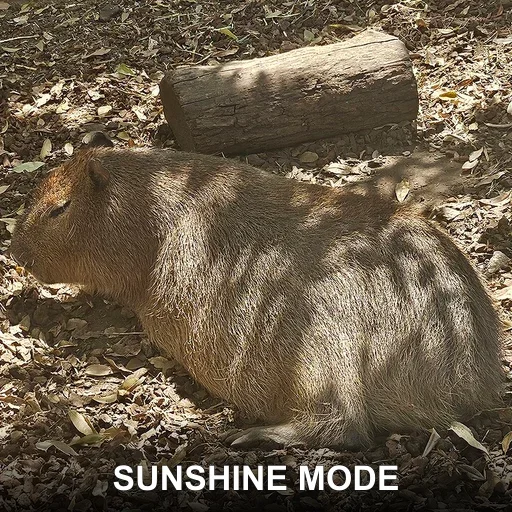 SUNSHINE MODE