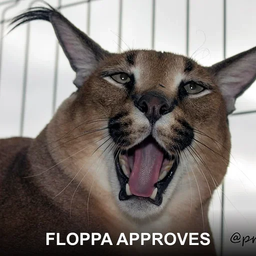 FLOPPA APPROVES