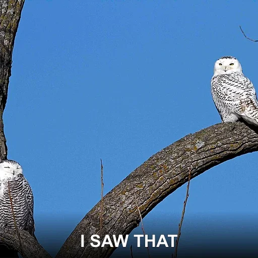 I SAW THAT