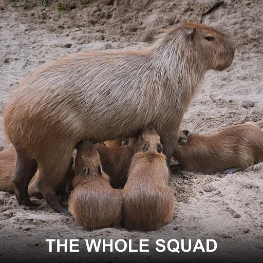 THE WHOLE SQUAD