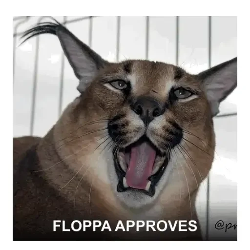 FLOPPA APPROVES · Bounce