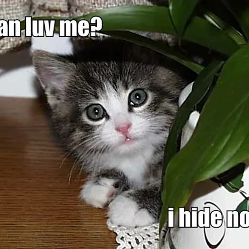 Cute kitteh