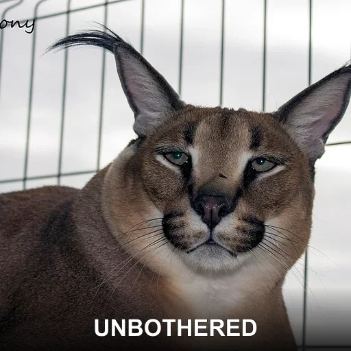 UNBOTHERED