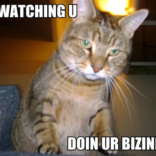 Important cat business