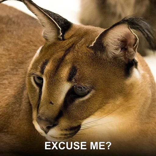 EXCUSE ME?