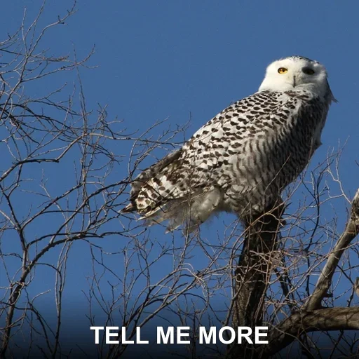 TELL ME MORE