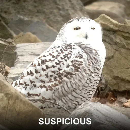 SUSPICIOUS