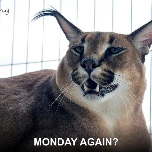 MONDAY AGAIN?