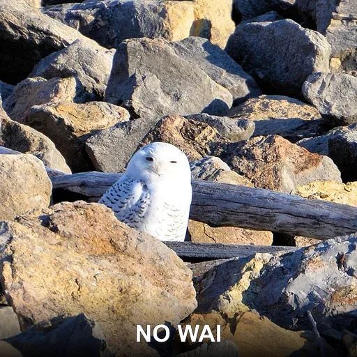 NO WAI