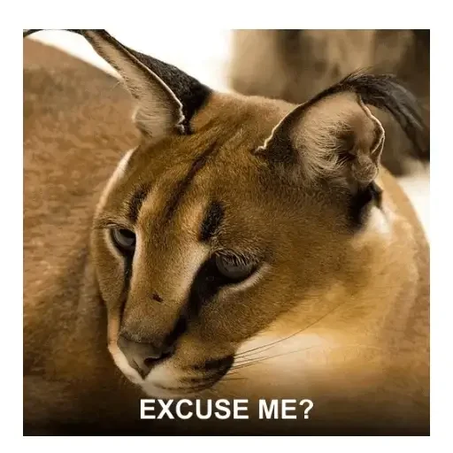 EXCUSE ME? · Bounce