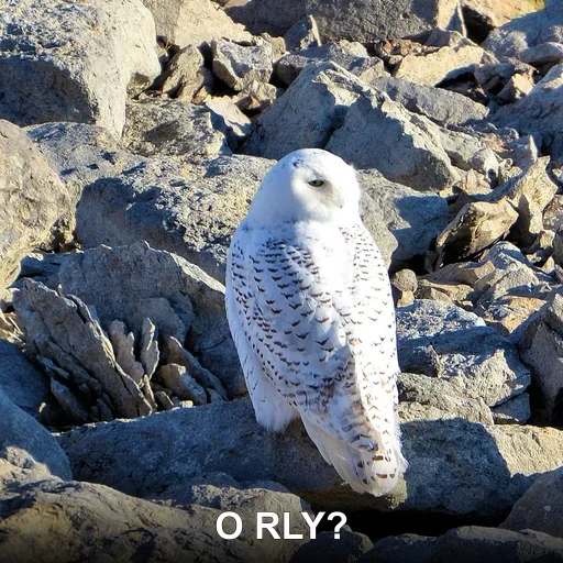 O RLY?