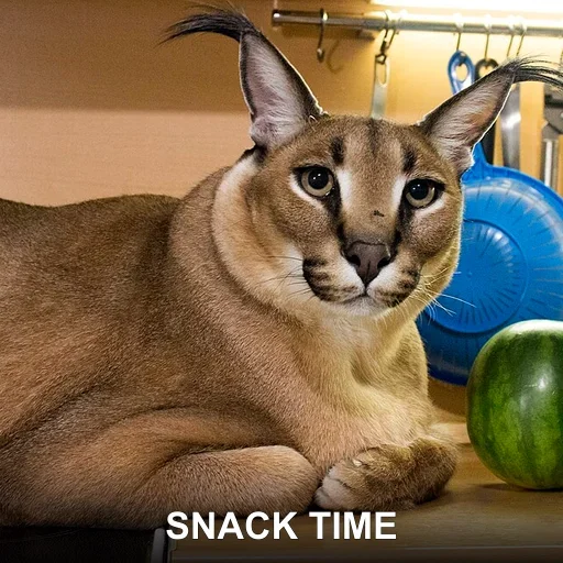 SNACK TIME