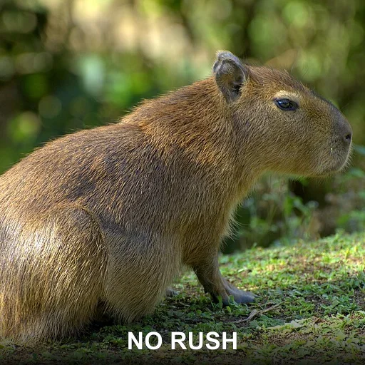 NO RUSH