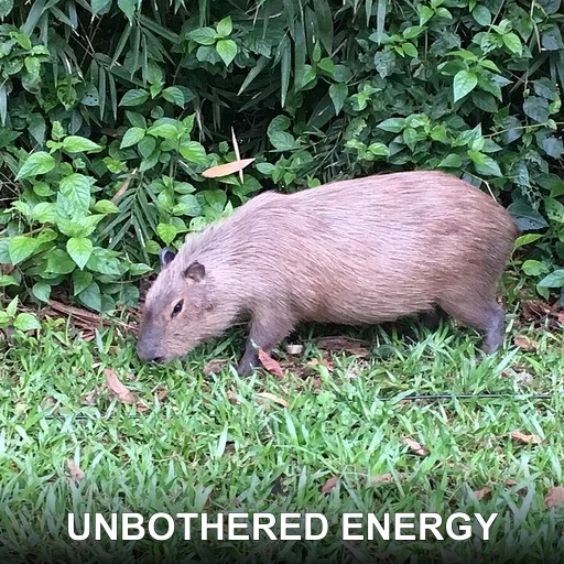 UNBOTHERED ENERGY