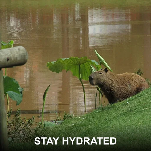 STAY HYDRATED