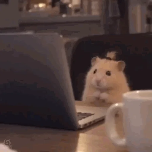 crying hamster