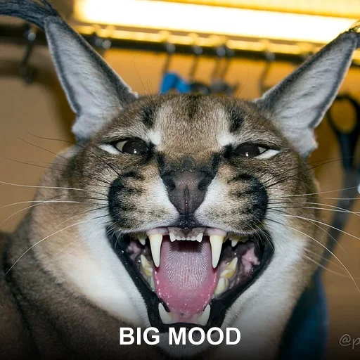 BIG MOOD