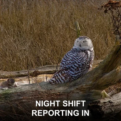 NIGHT SHIFT — REPORTING IN