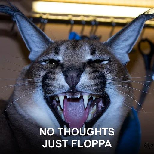NO THOUGHTS — JUST FLOPPA